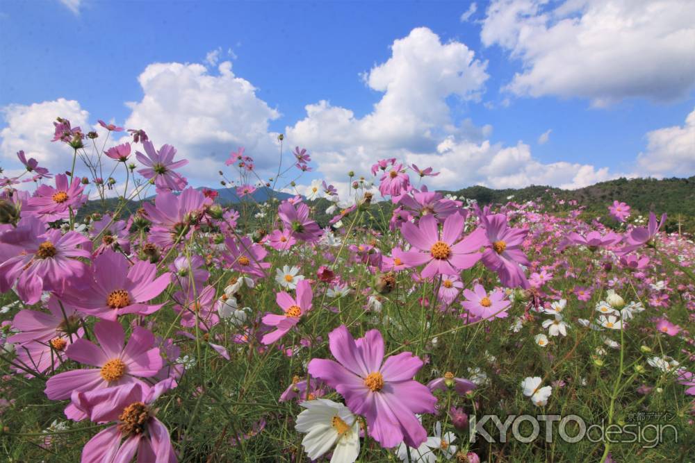 嵯峨野のコスモス