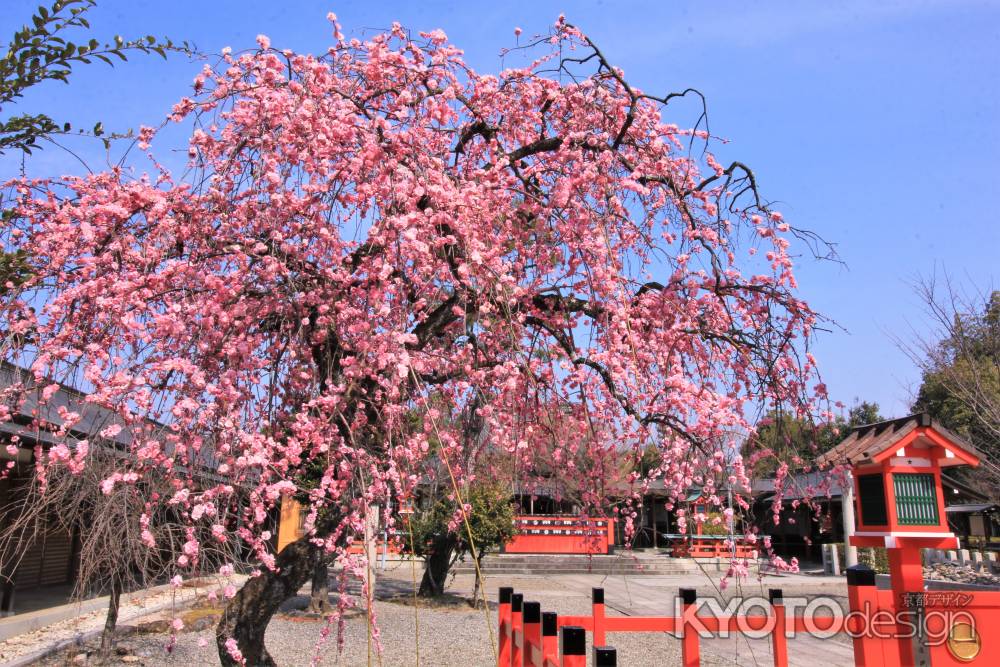 車折神社の梅2022