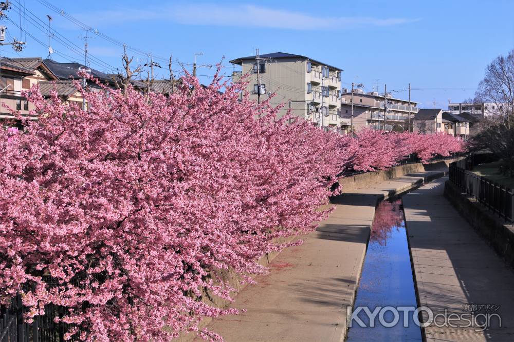 淀水路の河津桜2022