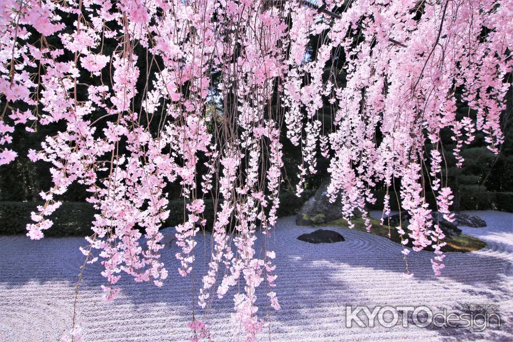 退蔵院の桜2022