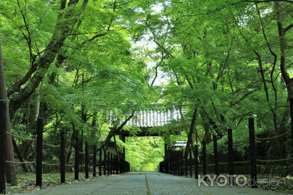 光明寺の新緑2022