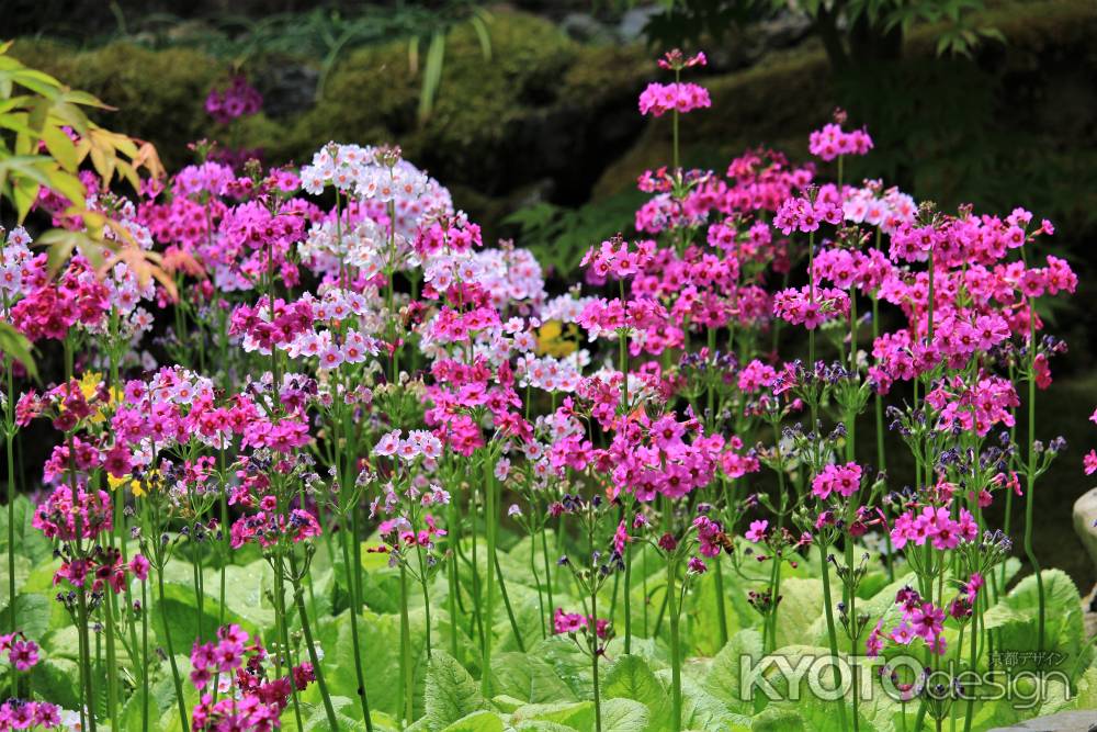 古知谷阿弥陀寺のクリンソウ2022