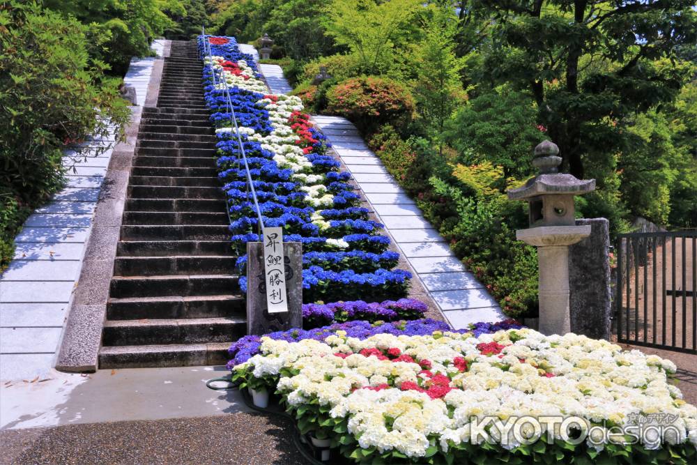 三室戸寺、あじさい園が開園