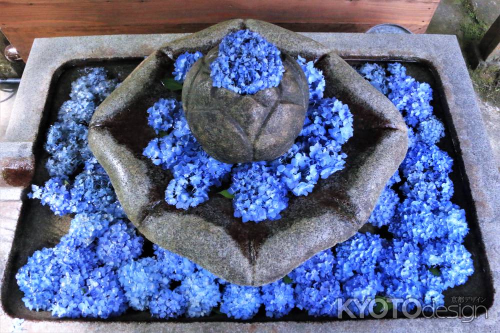 丹州観音寺のアジサイ2022