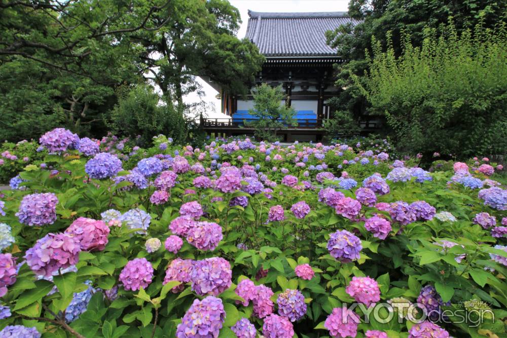 智積院のアジサイ2022