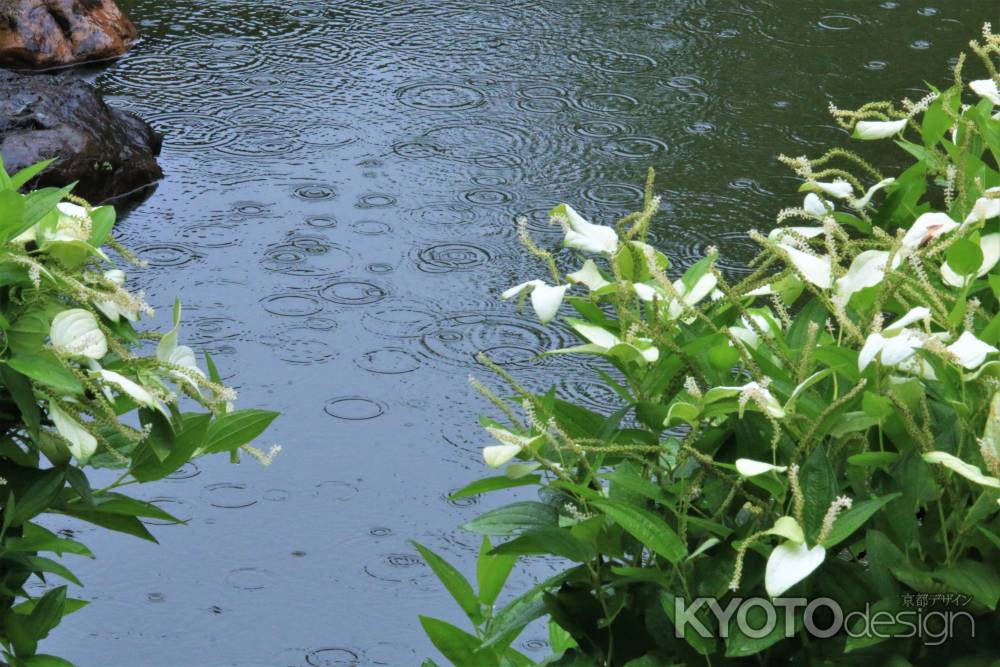 両足院の半夏生2022-2