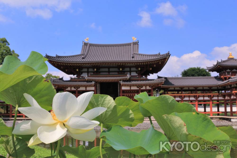 平等院の蓮2022