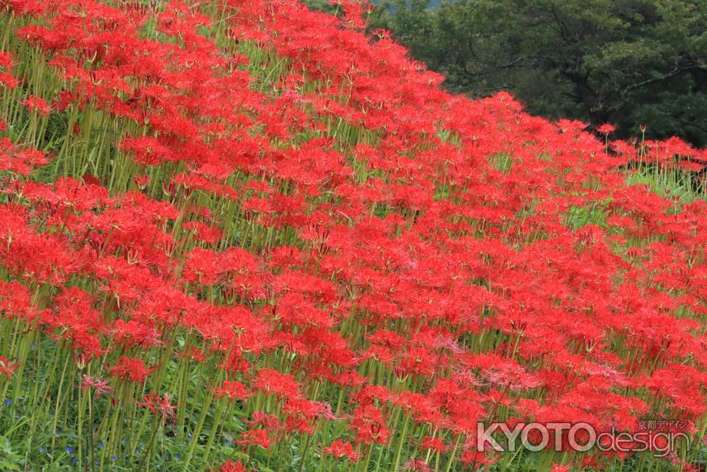 大原の彼岸花2022