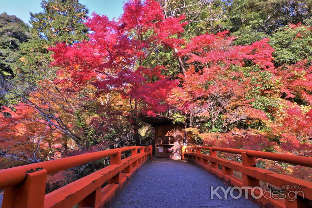 西明寺の紅葉2022