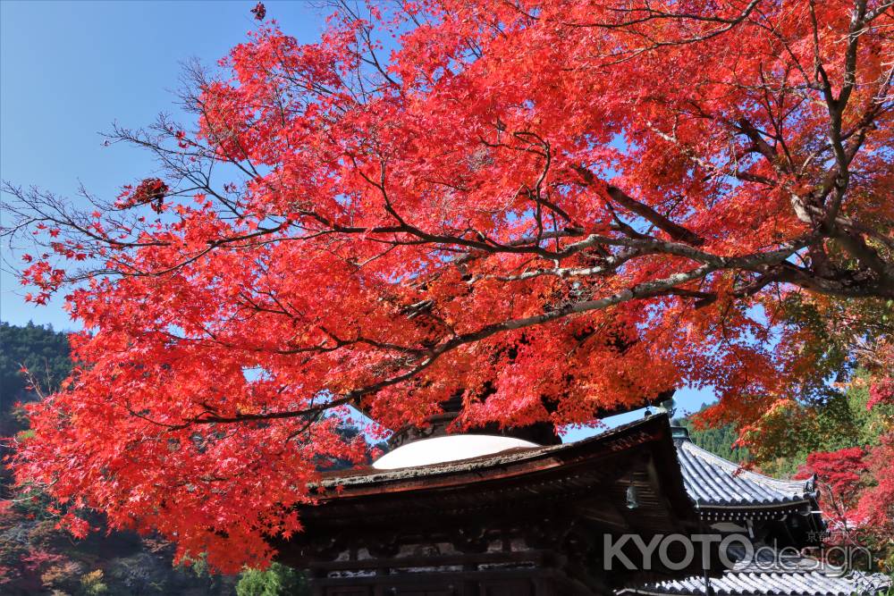 善峯寺の紅葉2022