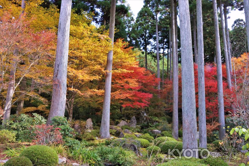 三千院の紅葉2022