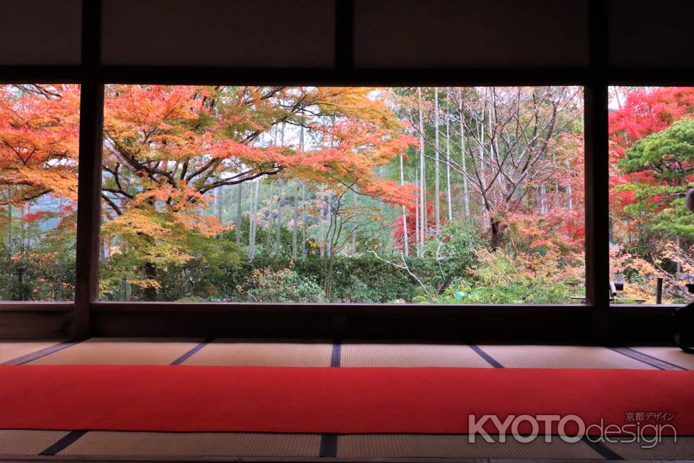 宝泉院の紅葉2022