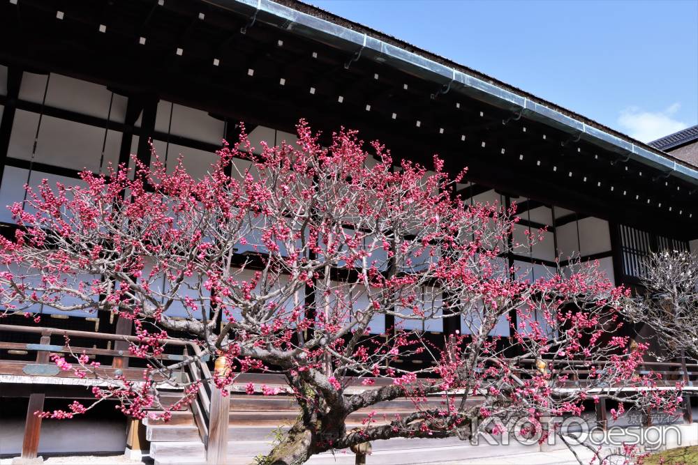 京都御所の梅2023