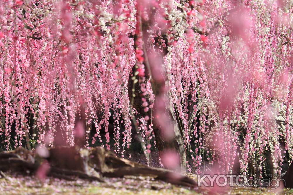 城南宮の梅2023-2