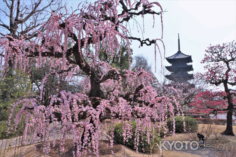 東寺の梅2023
