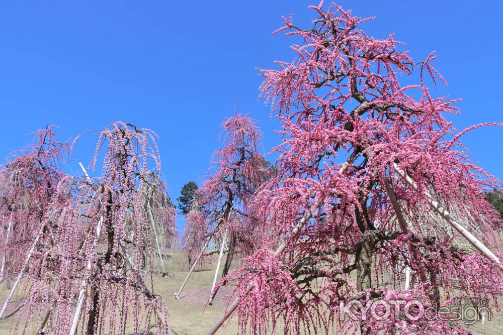 三室戸寺の梅2023