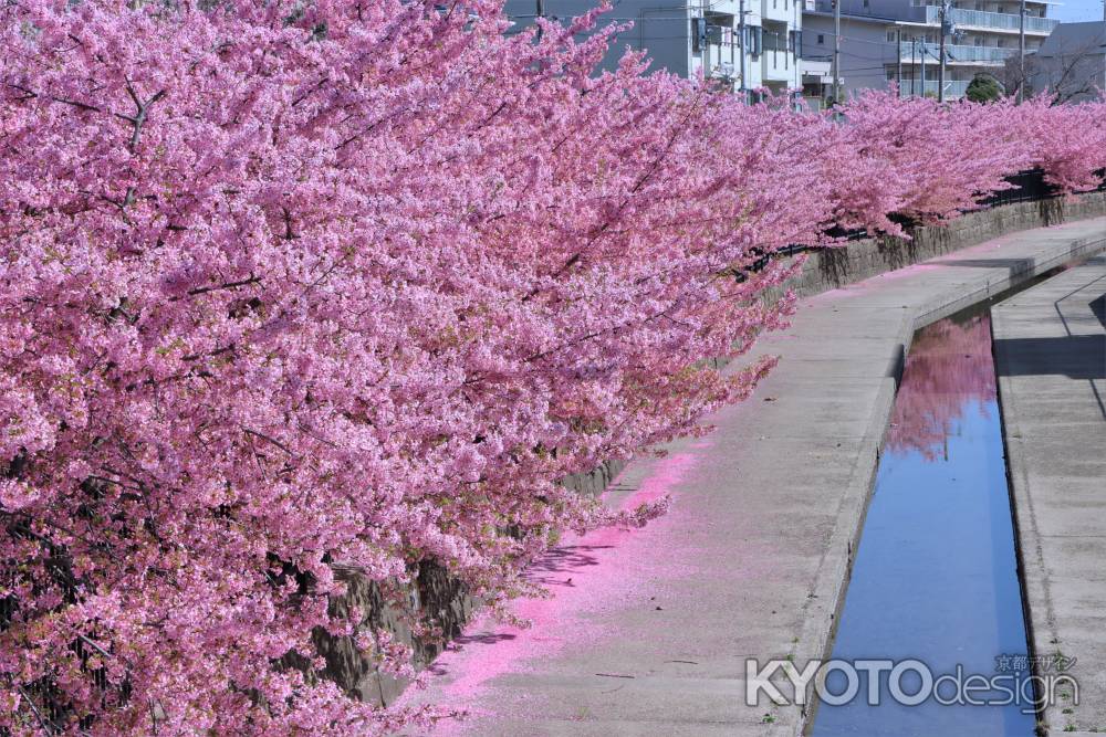 淀水路の桜2023-2