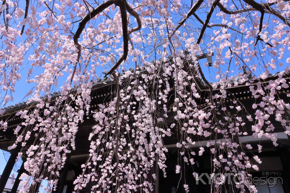 立本寺の桜2023