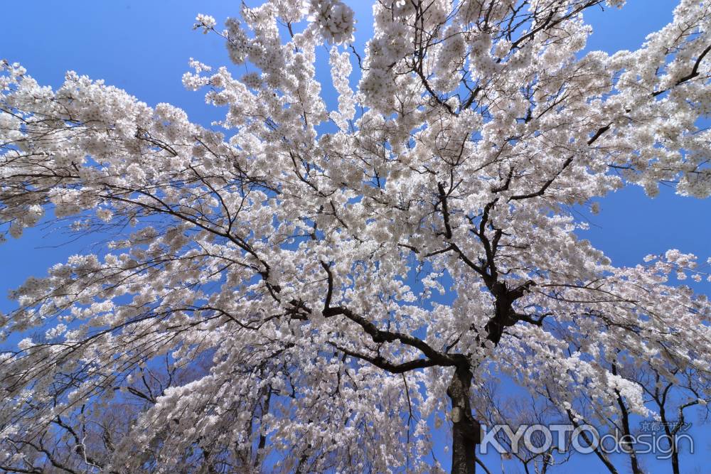 京都御苑の桜2023