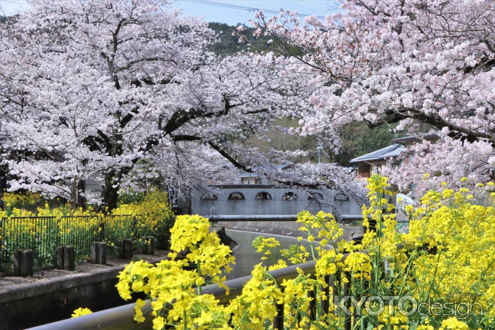 山科疎水の桜2023