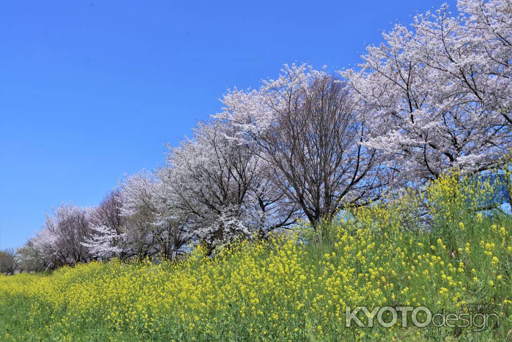 桂川沿いの桜2023