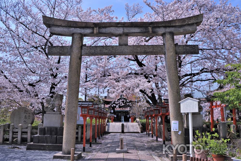 六孫王神社の桜2023
