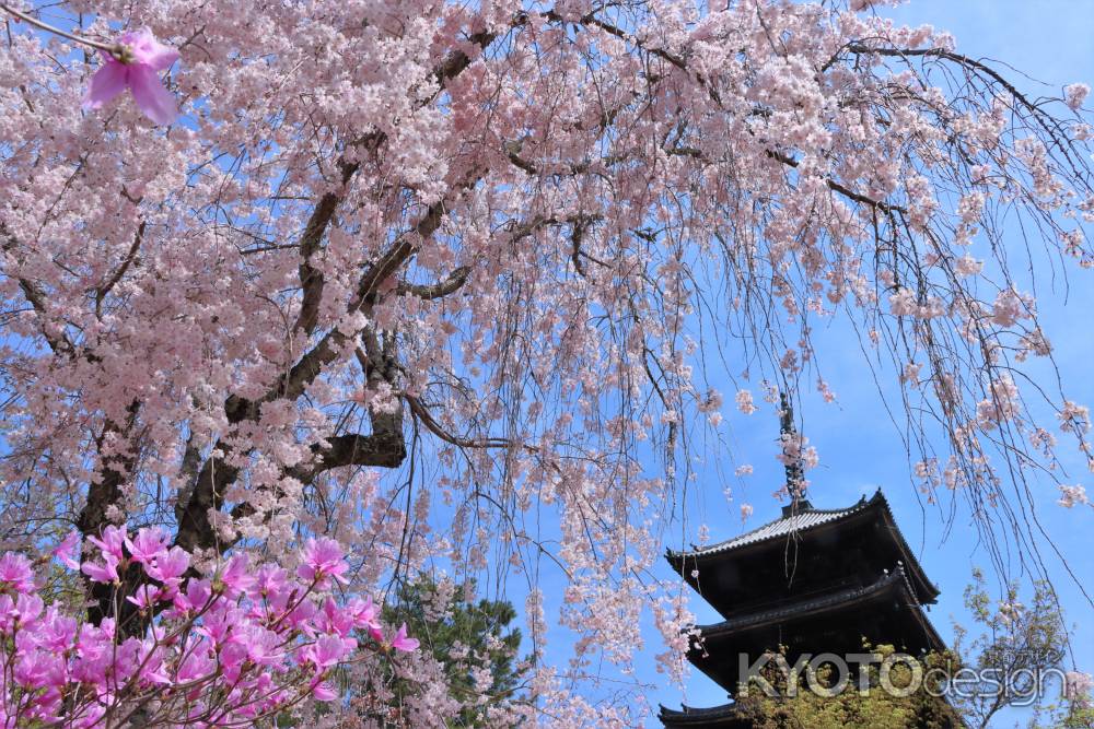 仁和寺の桜2023-2