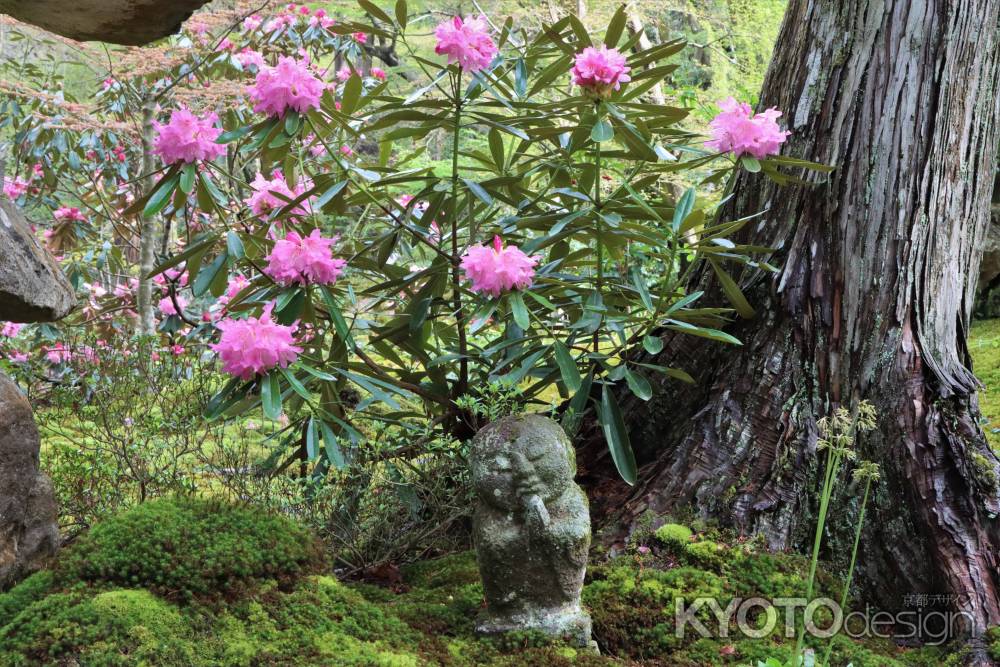 三千院の石楠花、童地蔵さんと一緒に