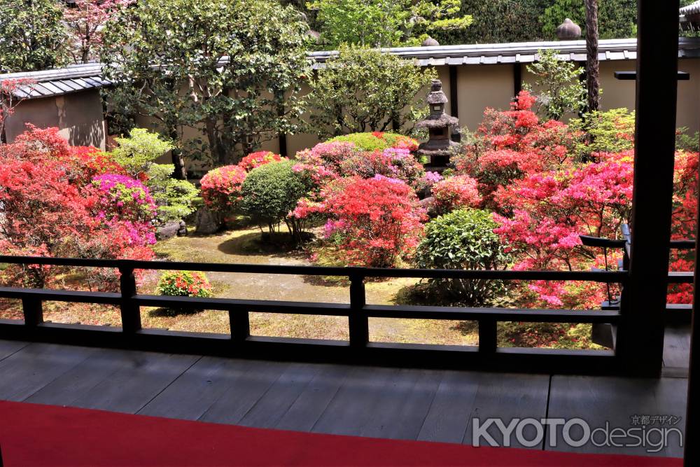 正伝永源院のツツジ2023