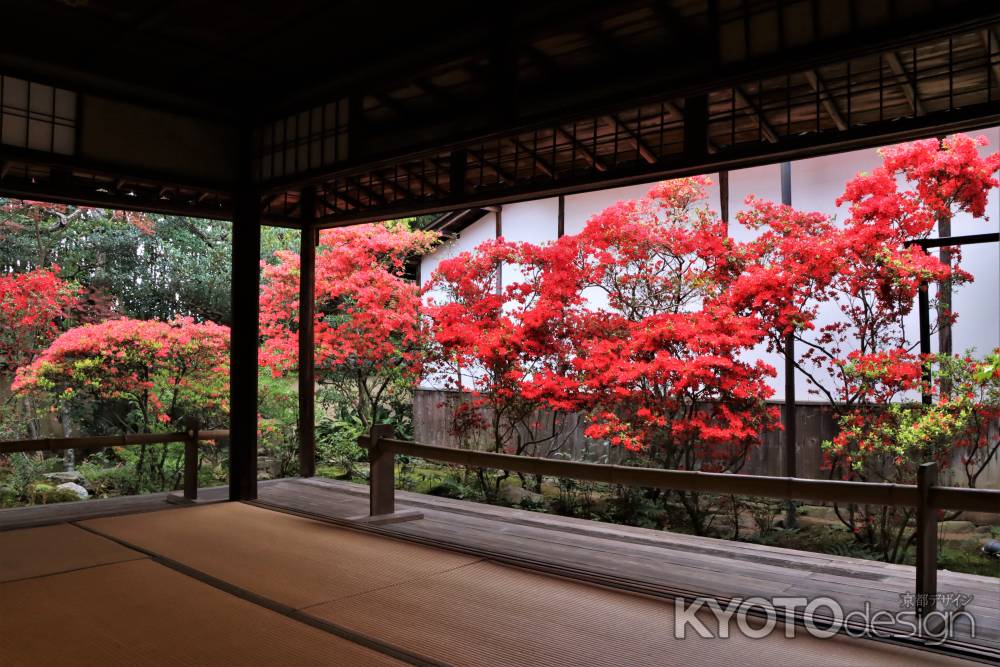 妙心寺大雄院のキリシマツツジ