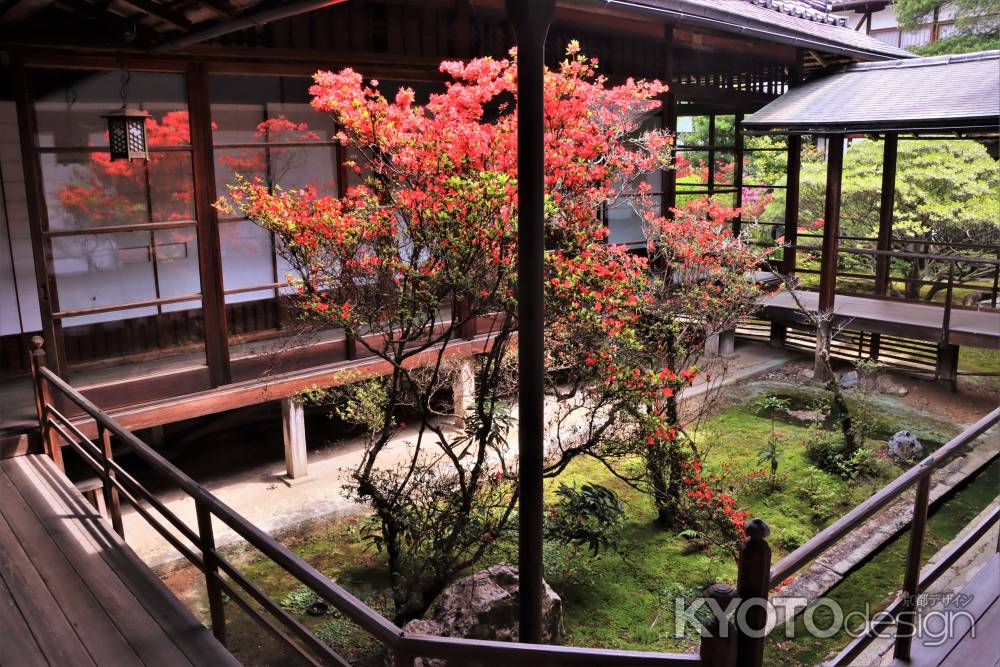 妙心寺大心院のキリシマツツジ2023