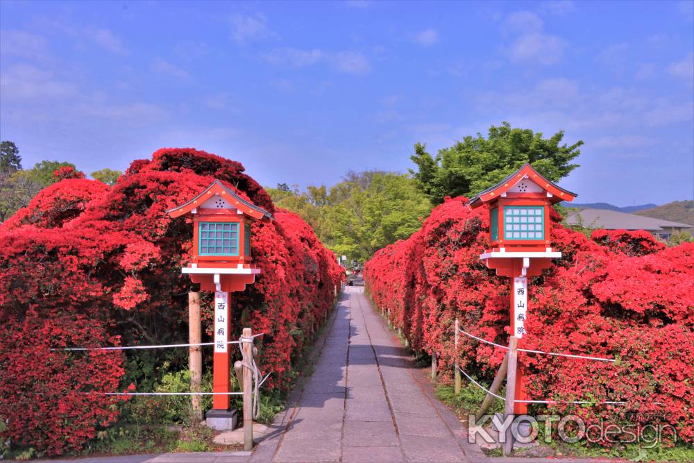 長岡天満宮のキリシマツツジ2023-2
