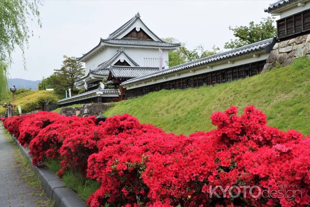 勝竜寺城公園のキリシマツツジ