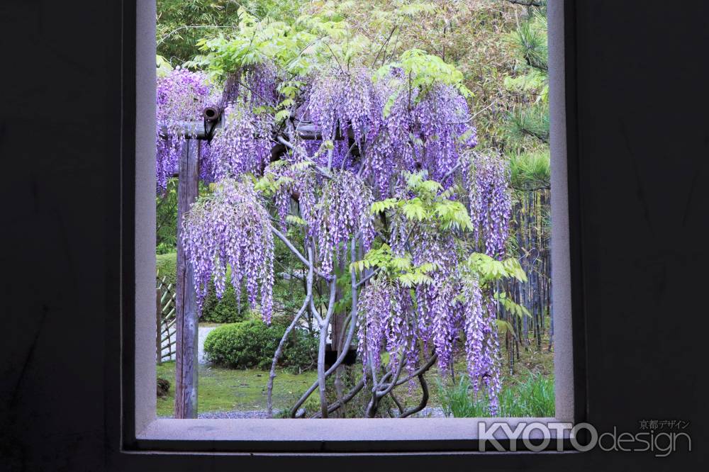 松花堂庭園の藤