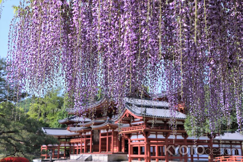 平等院の藤2023