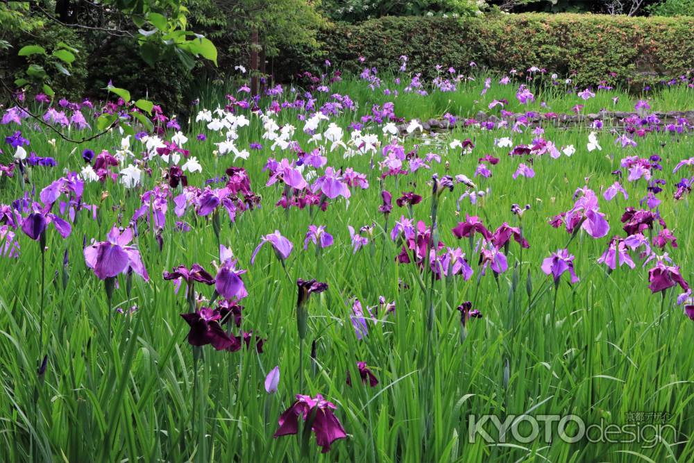 梅宮大社の花菖蒲2023