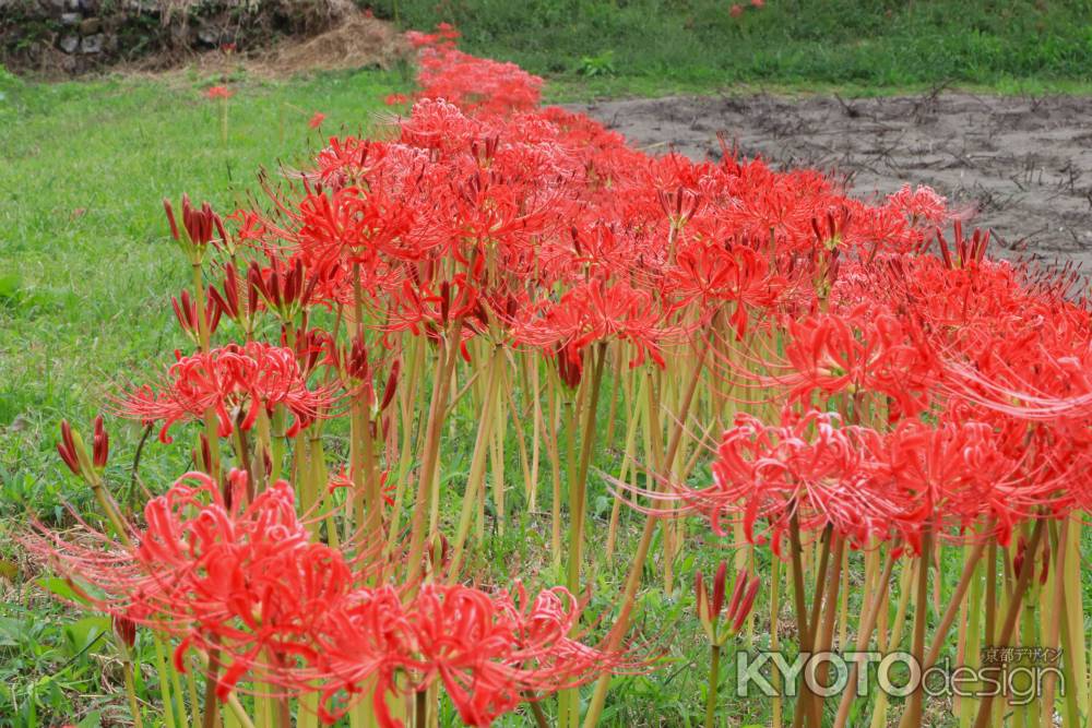 大原のヒガンバナ2023