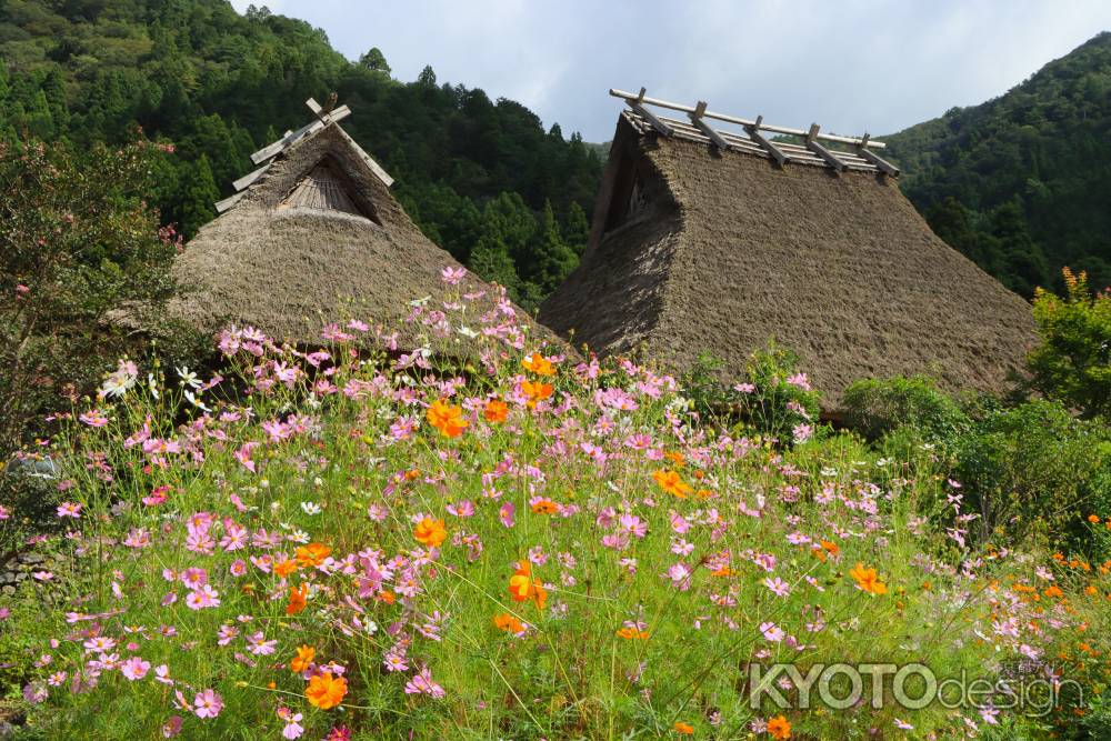 美山、コスモス満開