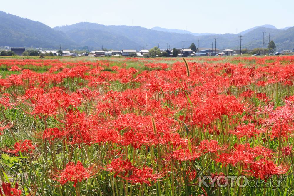 亀岡のヒガンバナ2023