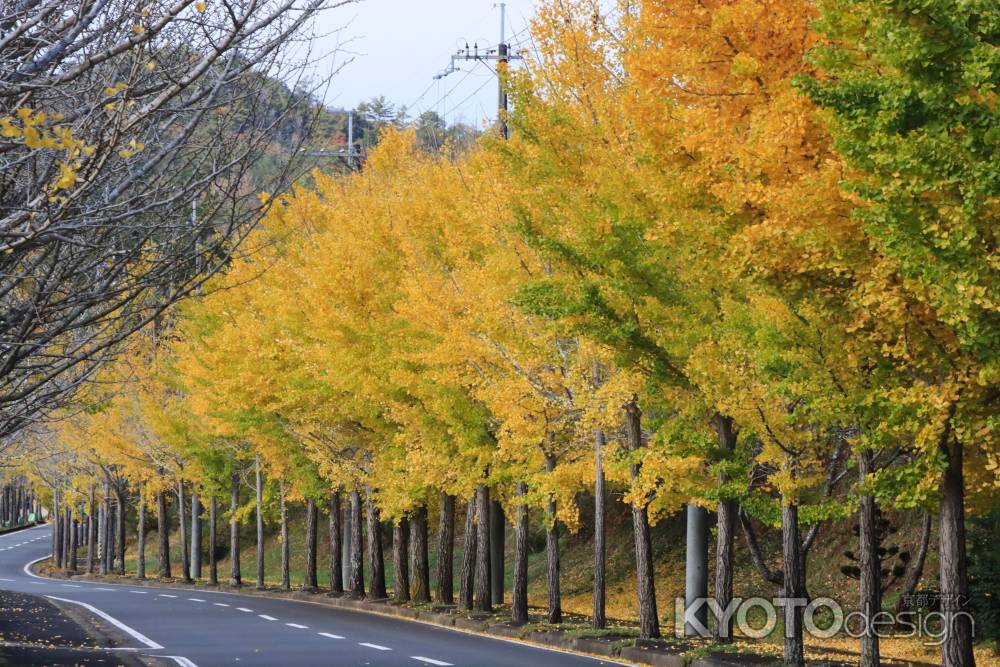 グリーンランドみずほの銀杏並木