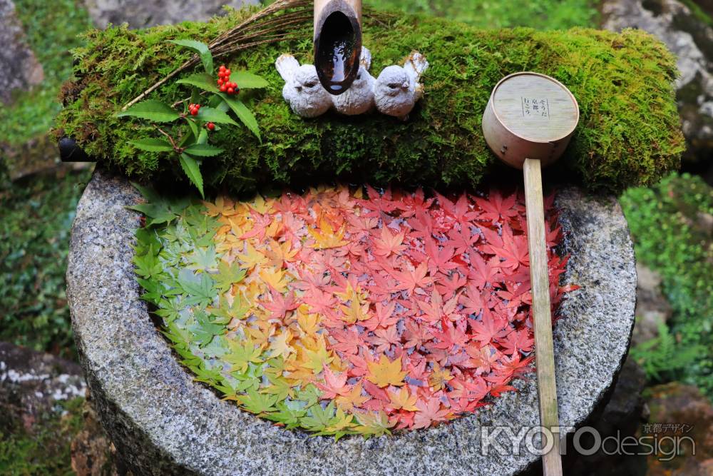 柳谷観音のもみじ手水2023