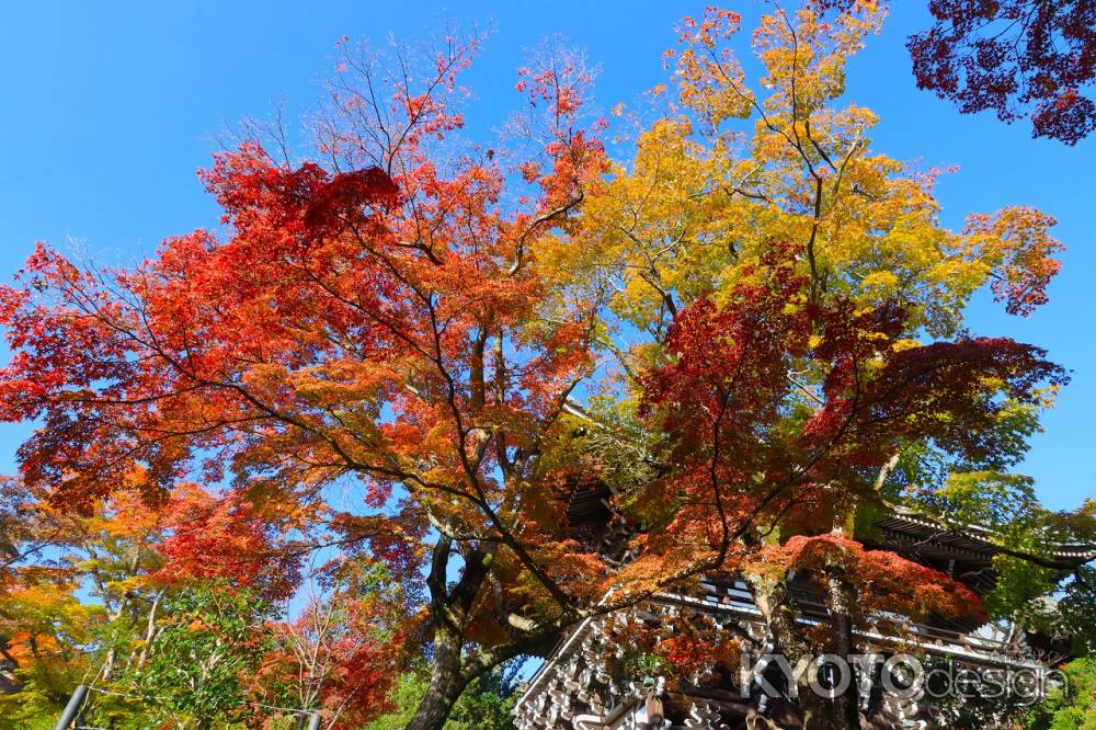 善峯寺の紅葉2023