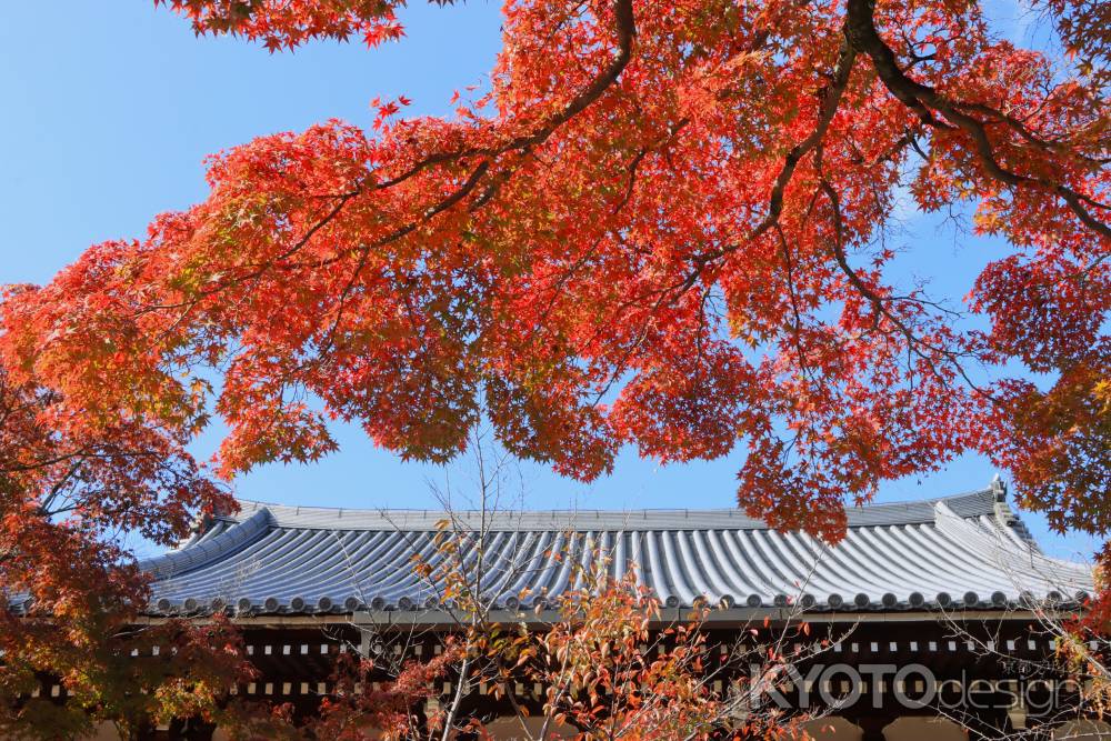 金戒光明寺の紅葉2023