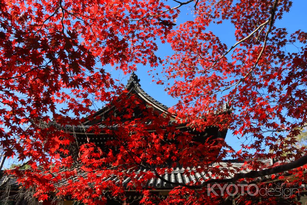 今熊野観音寺の紅葉2023。