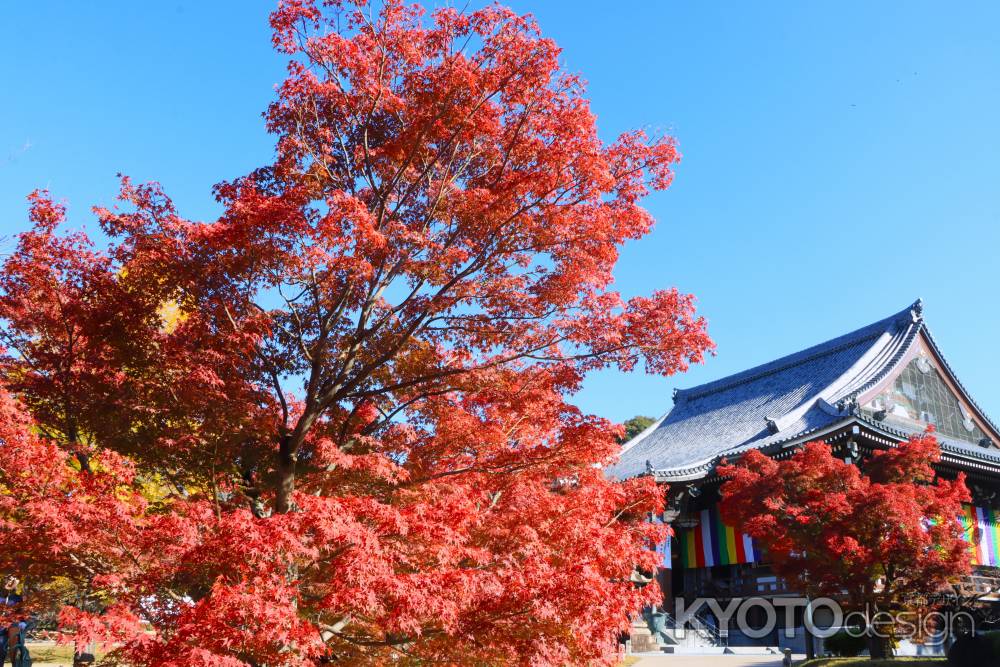 智積院の紅葉2023