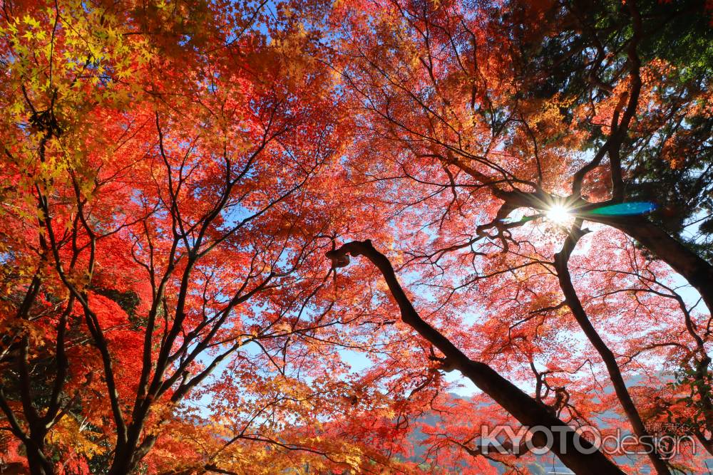 苗秀寺の紅葉2023-2