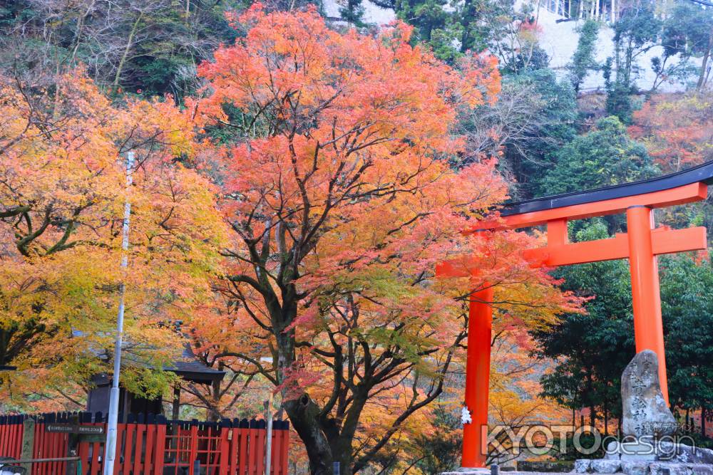 貴船神社の紅葉2023