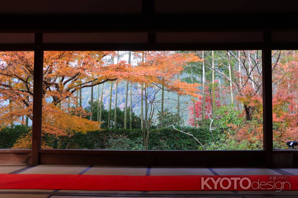 宝泉院の紅葉2023