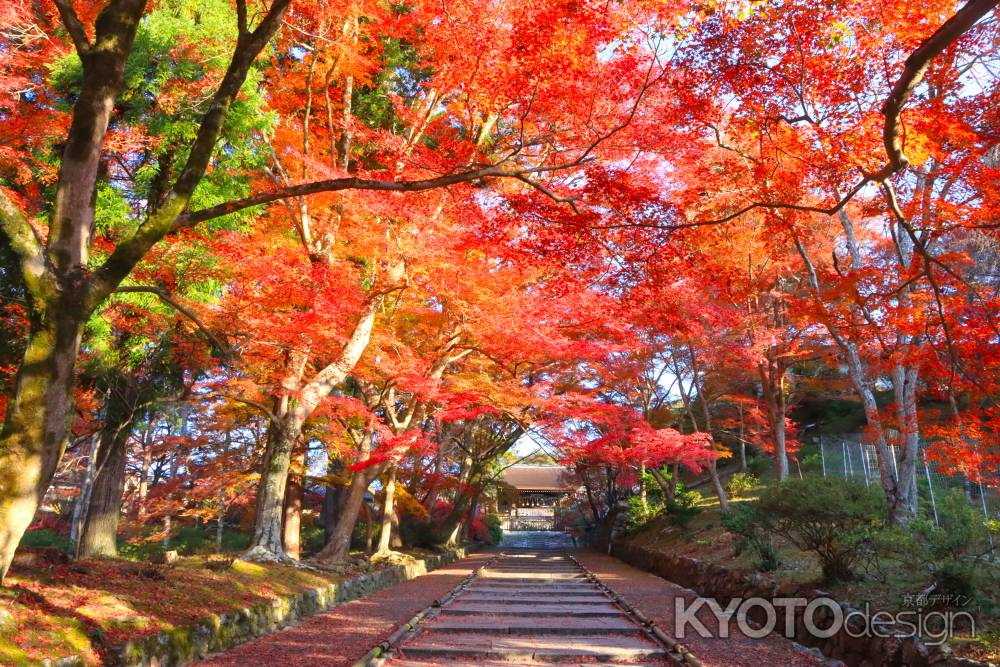 毘沙門堂の紅葉2023