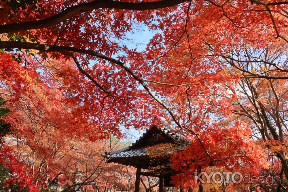 勝持寺の紅葉2023